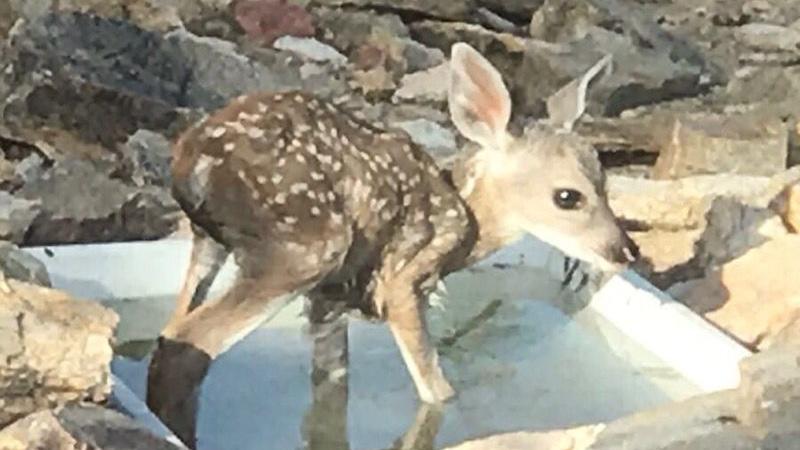 33 photos of wildlife babies in Southern Arizona